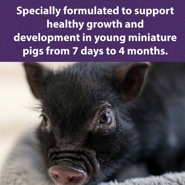 Mazuri Mini Pig Youth Feed, 25-Lb