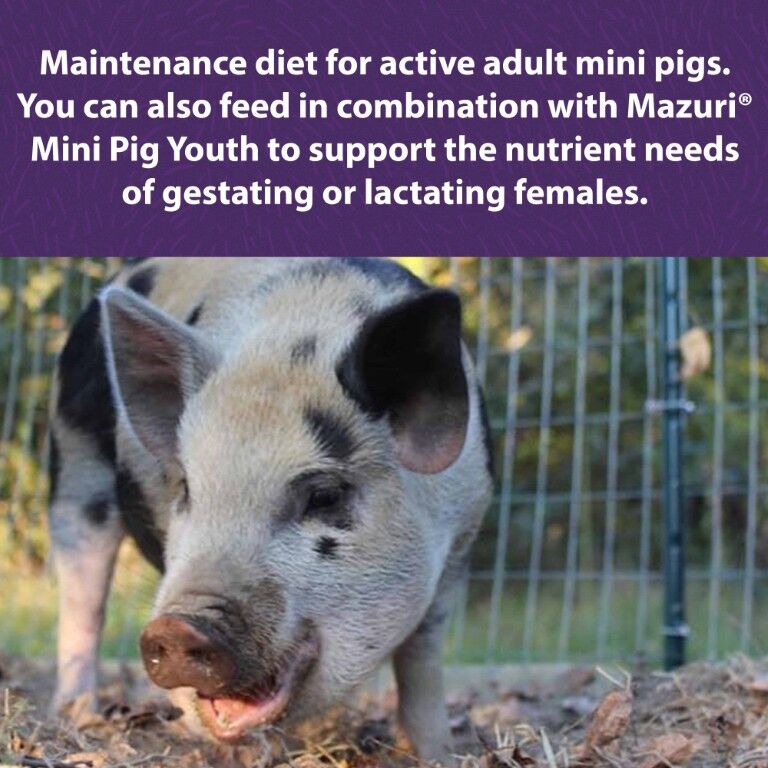 Mazuri Active Adult Mini Pig Feed, 25-Lb