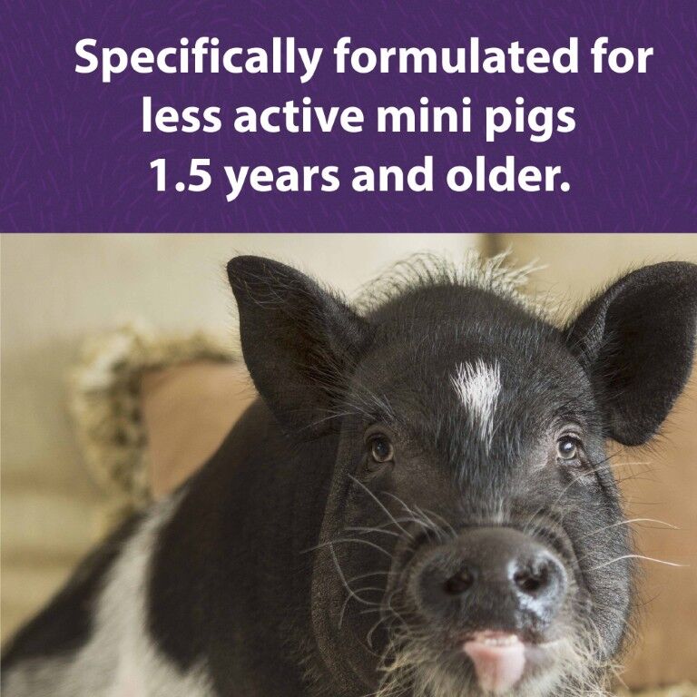 Mazuri Mini Pig Mature Maintenance Feed, 25-Lb