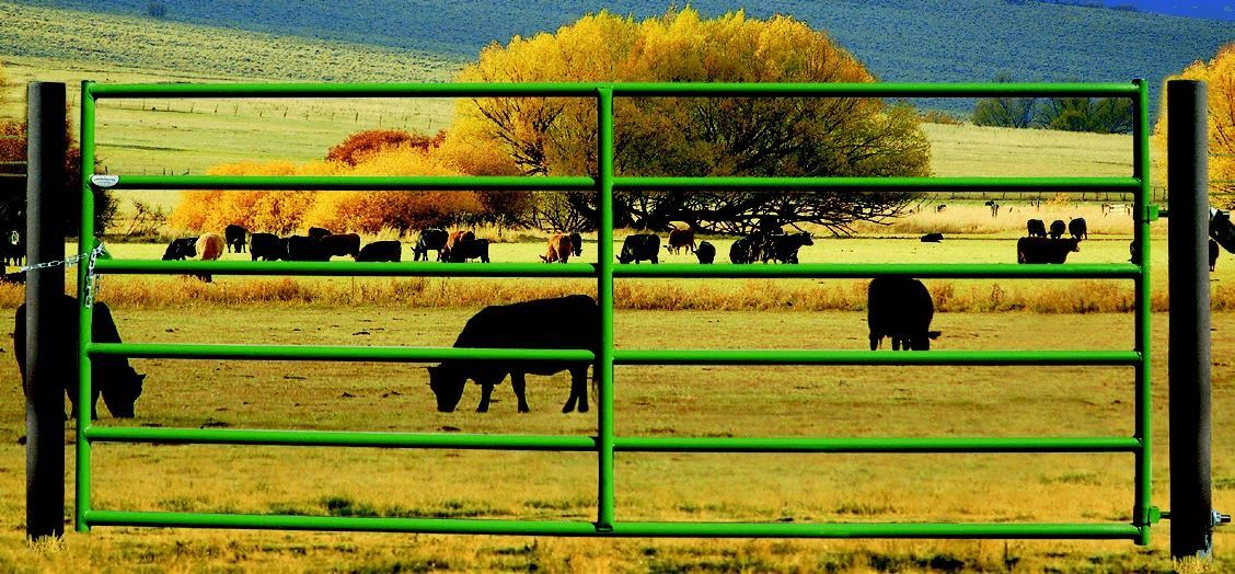 Powder River Rancher Gate, 2-In x 60-In x 10-Ft