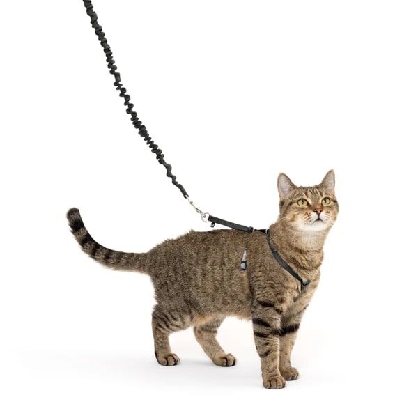 PetSafe Come With Me Kitty Cat Harness & Bungee Leash