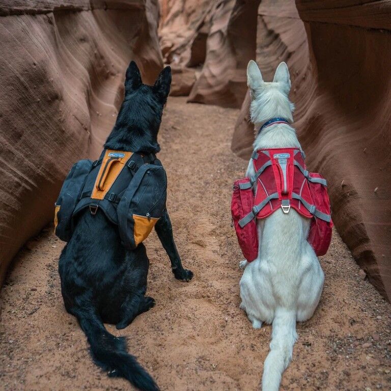 Kurgo Big Baxter Orange Dog Backpack