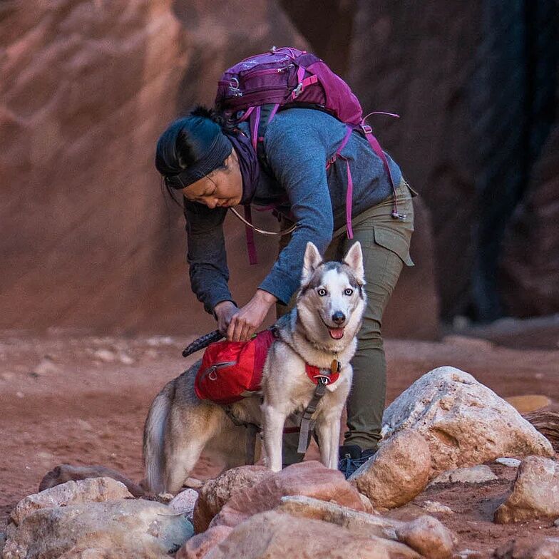 Kurgo Big Baxter Orange Dog Backpack