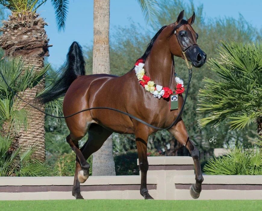 Breyer RD Marciea Bey Champion Arabian Mare Toy