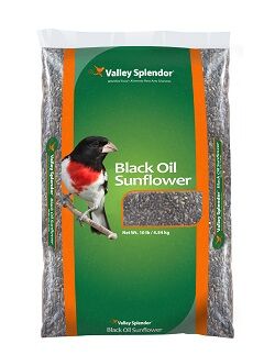 Black Oil Sunflower Seeds 10-lb Bag Wild Bird Food