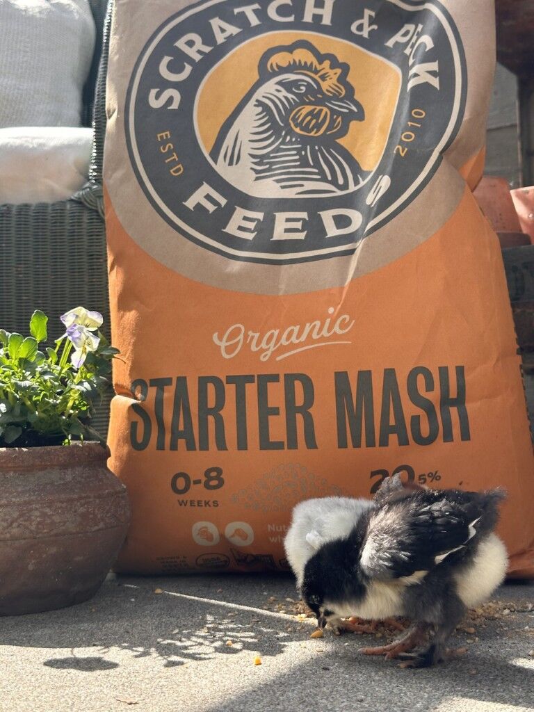 Scratch & Peck Feeds Organic Starter Mash, 10-Lb