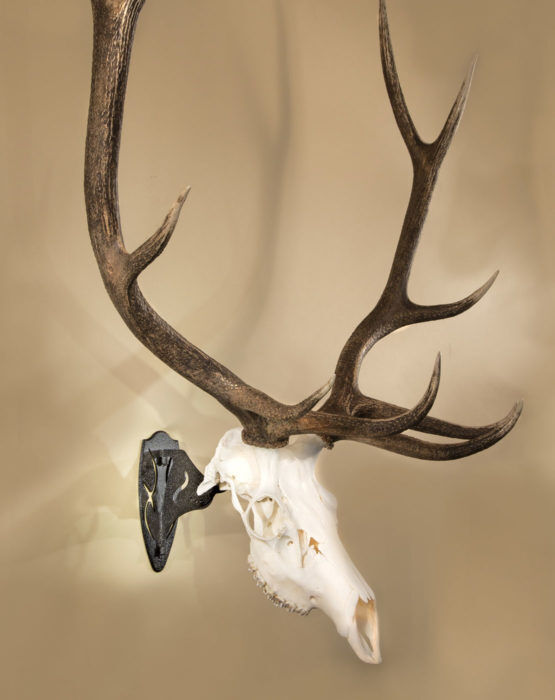 Skull Hooker Big Hooker Short Arm