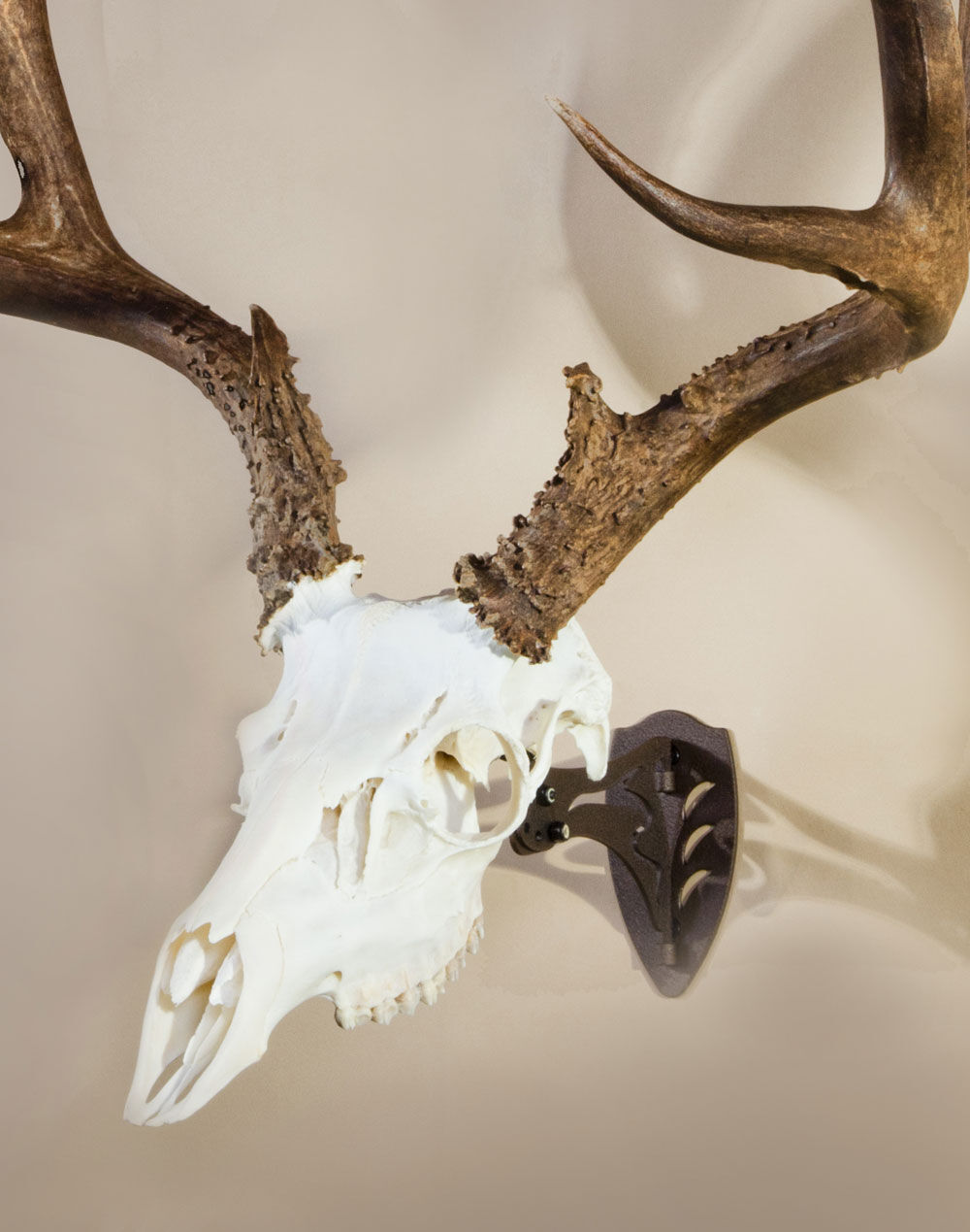 Skull Hooker Black Little Hooker Small/Medium Game Mount