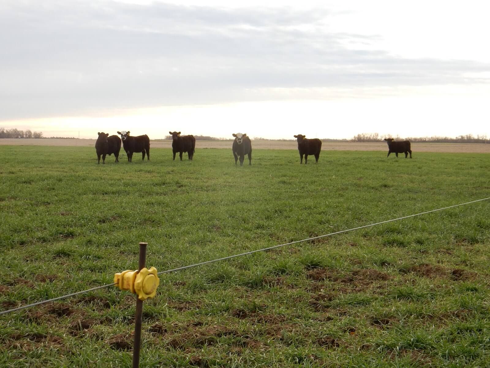 OK Brand High Tensile 170,000 PSI Class 3 Electric Fence 12.5 Gauge, 3960-Ft