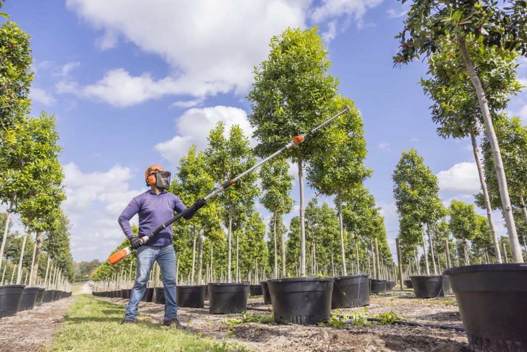 STIHL HLA 86 Battery Powered Extended-Reach Hedge Trimmer (Tool Only)