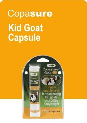 Animax Copasure Kid Goat Copper Supplement Capsules, 2-g