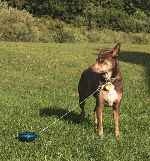 Lixit Retractable Stake Dog Tie Out Medium