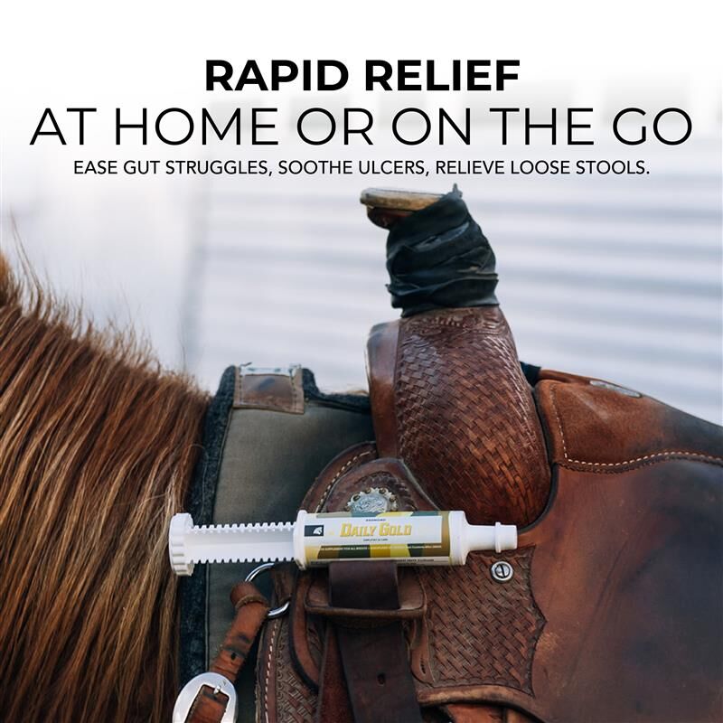 Daily Gold Paste Digestive Equine Stress Relief, 60-cc