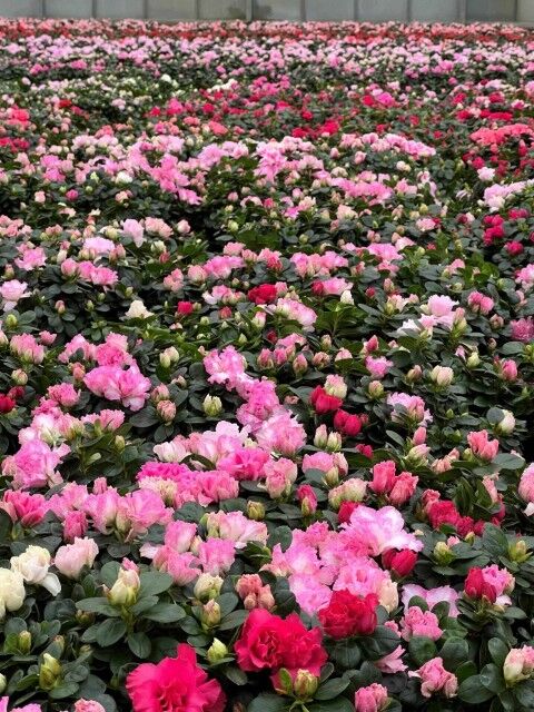 Woodburn Nursery Azalea Ever #3 Assorted Plants
