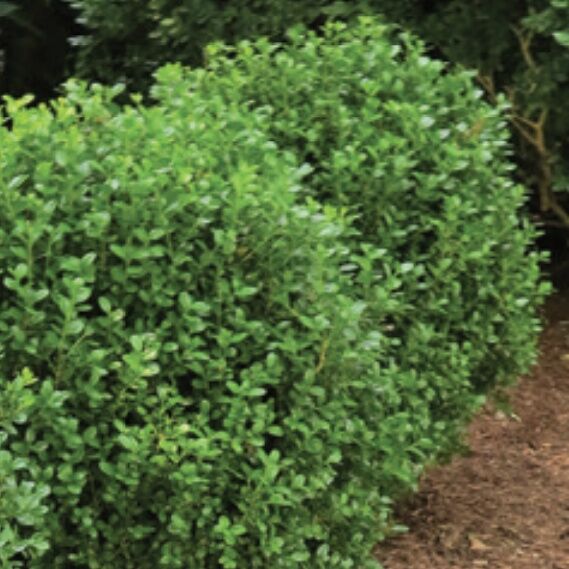 Woodburn Nursery Julia Jane Boxwood #3