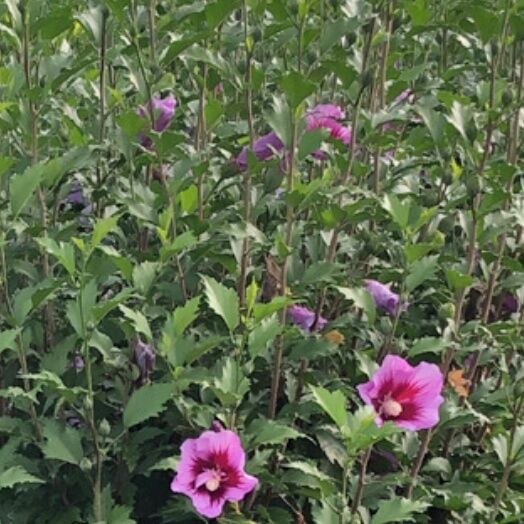 Woodburn Nursery Bink Chiffon Hibiscus #10