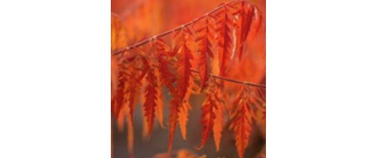 Woodburn Nursery Euonymus Compactus