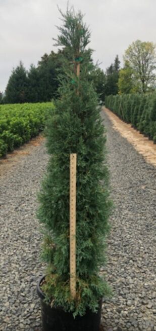 Woodburn Nursery Assorted Juniper #1