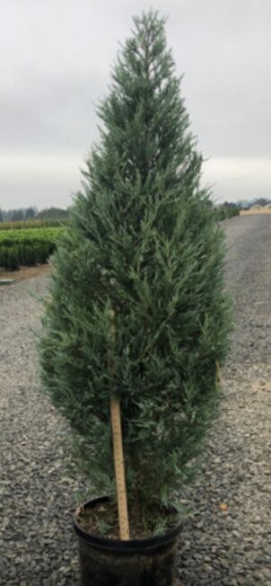 Woodburn Nursery Assorted Juniper #1
