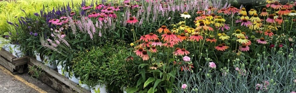 Woodburn Nursery Mixed Patio Planter Assorted Plants